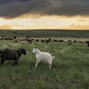 2025年何宏军最新消息新闻
